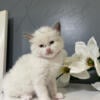 Ragdoll Mix Kittens (Bicolor , Lynx , Manx , Tabby)