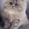 Dollface Persian Kitten
