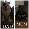 American (Pocket) Bullies for sale! 