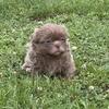 Shih Tzu Lavender male puppies for sale
