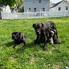 Cane corso pups