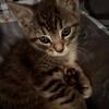 Kitten to be rehomed