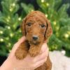 Perfect Goldendoodle Puppies!!!