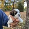 Coton-Tzu Pup Hiccup