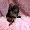 Yorkie puppies travel options