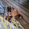 AKC Registered Boxer Puppies For Sale