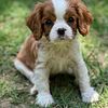 Cavalier King Charles Spaniel Puppies