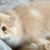 Pure Persian spay female kitten. Cream and white