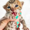 Beautiful Bengal Kittens