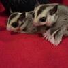 Sugar Gliders