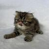 Persian and Exotic Short Hair Kittens Available