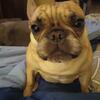 French Bulldog female 4 years old spayed