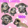 Shihpoo Puppies - Deposits Accepted NOW