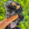 AKC Female Shih Tzu Puppy