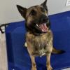 Free Belgian Malinois To Good Home