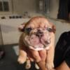 Breed French bulldogs For Sale