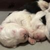 Akc old English sheepdogs born Aug 21,2023 tallahassee, fl