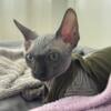 Bambino sphynx female cat black color for sale