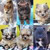 Pet Photography