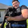 Cane Corso Champion Bloodlines 