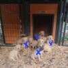 Adba registered puppies