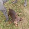 Miniature pinscher pup for sale