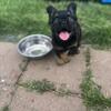 Fluffy French Bulldogs