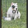 ABOUT FIONA MINI HYBIRD BULLDOG