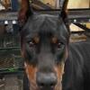 3 yr old European Doberman for sale