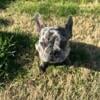 Beautiful blue Merle Frenchie puppy ready for his  Forever Homes!