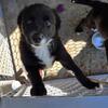 Border Collie pups , 2 females $360;
