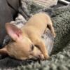 5 month old female chihuahua