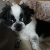 Pekingese puppy looking for home