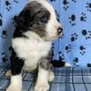 Bernedoodle Male, for Guardian home