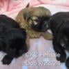 CKC Shih Tzu Puppies