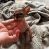 1 Sphynx Kitten left!!