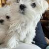 Maltese puppies