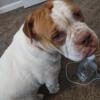 Old olde English bulldog bulldoggee 2 year old female-spayed.