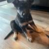 German Shepherd puppies for sale