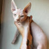 Sphynx Kittens WI - Ready to go mid August