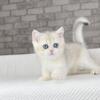 NEW Elite British kitten with excellent pedigree, NY EM Sierra kitten is in NY