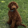 Proven Red Irish Doodle Stud