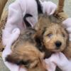 Puppies Minature Long Hair Dachshund