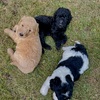 Goldendoodle Puppies Need Forever Homes