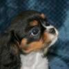 AKC Cavalier King Charles Puppies