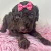 Brown Phantom Standard Poodle Female - Pink Collar