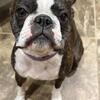 AKC Female Boston Terrier