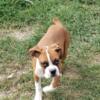 AKC Boxer pups ready for adoption