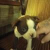 Super cute Boston terrier puppies