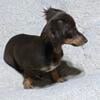 Dachshund fur babies